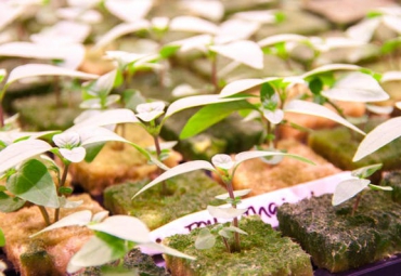 How urban farmers are learning to grow food without soil or natural light